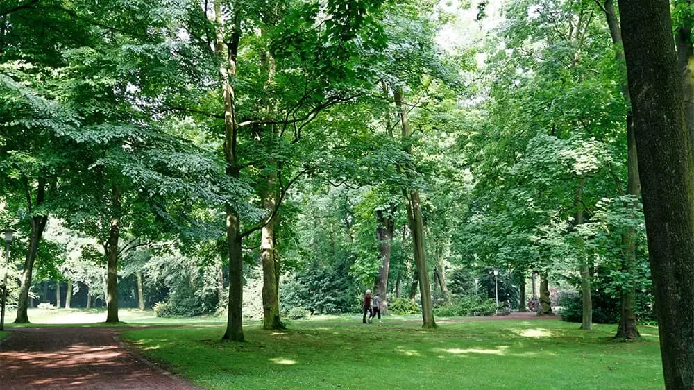 Blick in einen Park mit Wiese und Bäumen