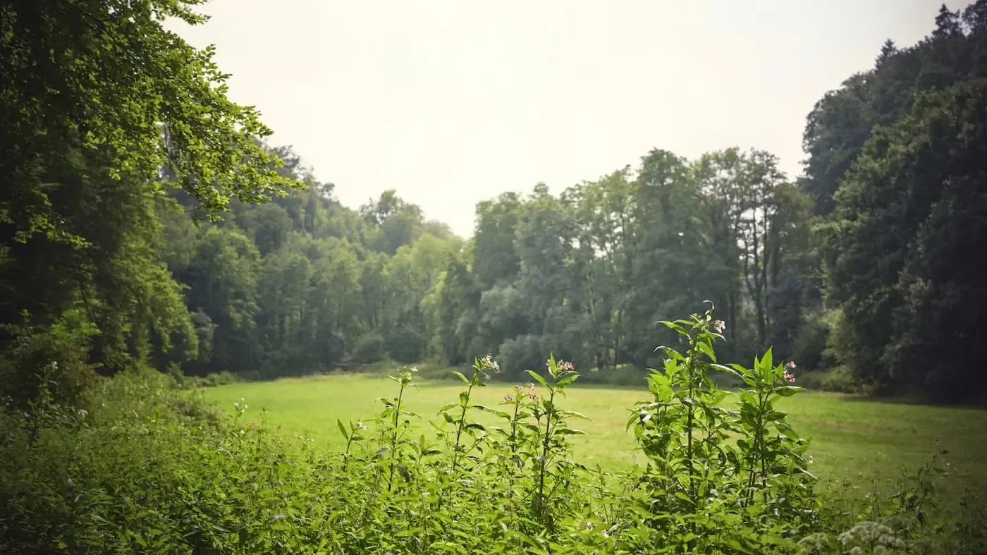 Eine Wiese im Wald