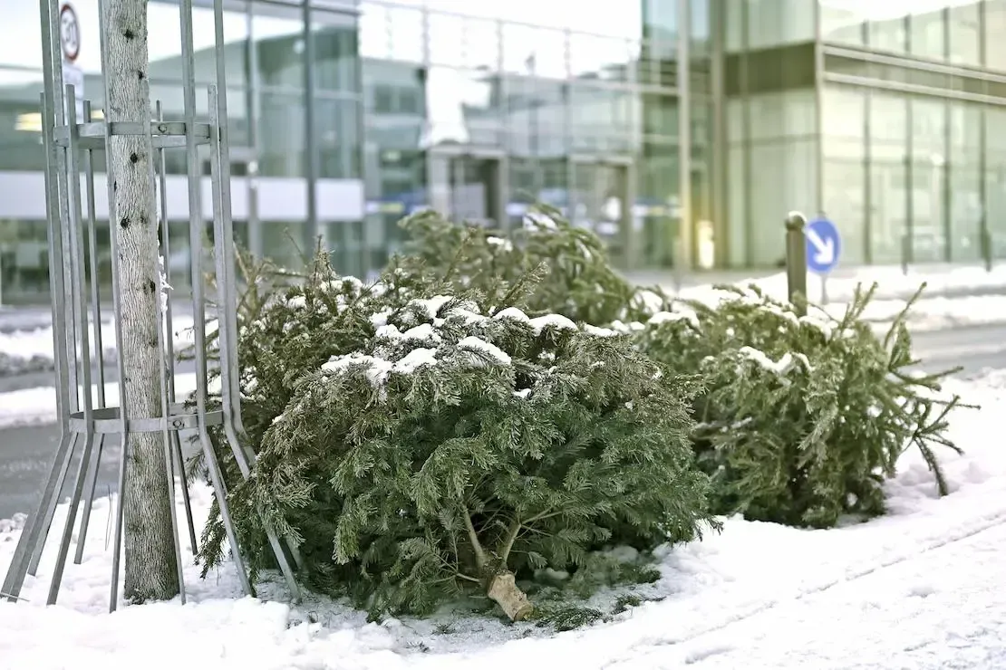 GSAK Weihnachtsbäume liegen im Schnee am Straßenrand zur Abholung bereit