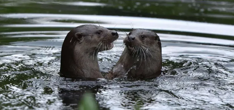 Zwei Fischotter im Wasser